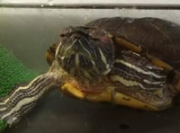 100円に値下げされていたという、ぐいちゃん／飼い主さん提供