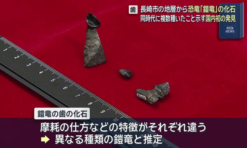 長崎市で恐竜・鎧竜の歯の化石発見 同時代に複数種いたことを示す国内