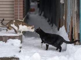 厳寒の北海道、たくましく生きる猫たち　雪解けにゆるむ表情