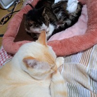 気性の荒いしゃーちゃん（奥）とも仲良くなったビッグチャンスくん。すごいことなんです