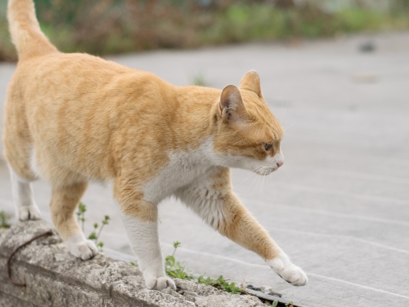 「平均台は得意なんだけど、回転するのは無理だな」（小林写函撮影）