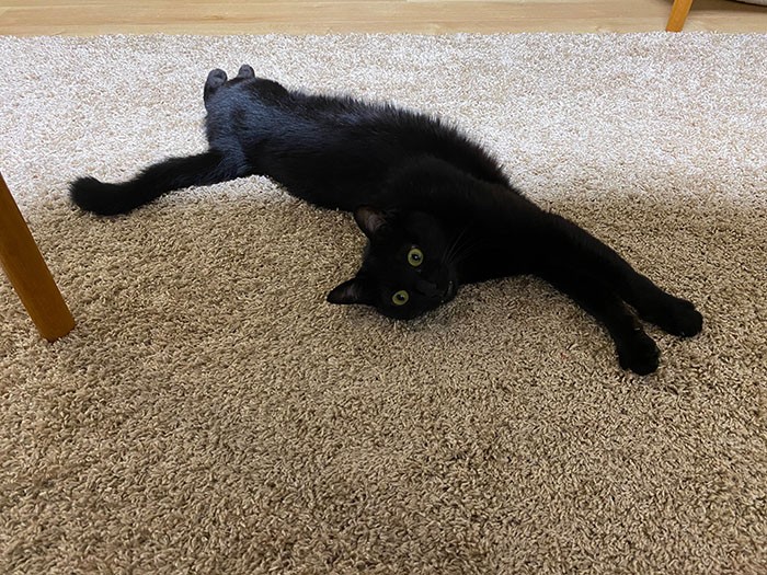 なでられるのは好きで、ブラシを見るととんでくる（さかざきさん提供）