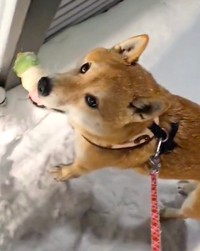 散歩に行く時も持参するほどお気に入りの「お団子のおもちゃ」を紛失してしまった柴犬、おみつくん。大雪のなかから見つけ出してくれた救世主とは……！？（動画からキャプチャー／提供：ＬＩＳＡさん）