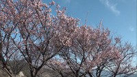 青空に映える淡いピンク　小豆島で「寒桜」が見頃　香川