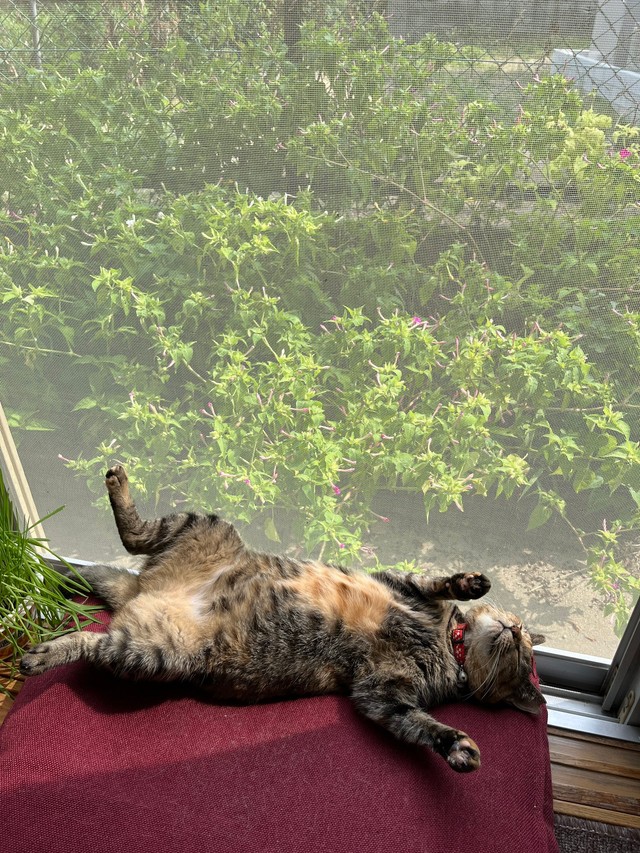 お腹を見せて“おっぴろげ”で寝る姿がXで話題に（おたむさん提供）