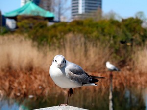 愛鳥週間に寄せて　人とのつながり、多様な文化に　川上和人