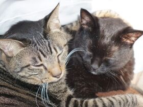 夜中に鳴く高齢猫のケアで寝不足に…　そんな時「猫語翻訳アプリ」で心が軽くなった！