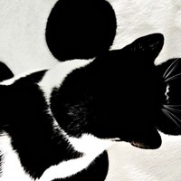 ブランケットに溶け込んだミアちゃん。全体ショットが神がかってる（画像提供：マグルの猫さん）