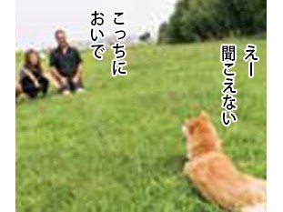 オイデの練習してますか　柴犬流　シカトの極意⑤