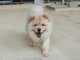 歩くと注目のまと　チャウチャウの「R」フワフワのぶさかわ　