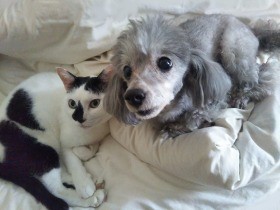 犬と猫どっちも飼ってる日常描きヒット　漫画家・松本ひで吉さん