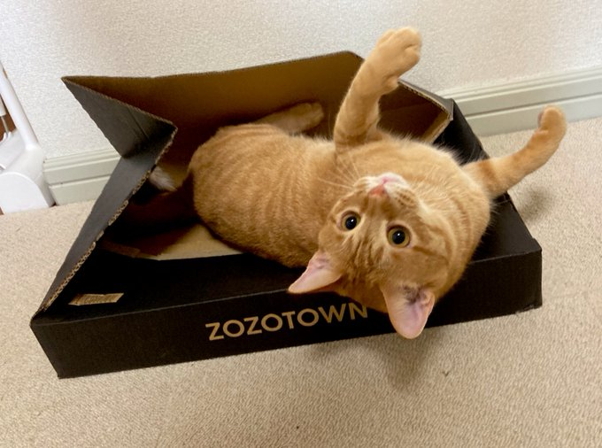 無邪気で甘えん坊なこちゃぼくん