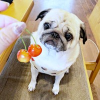 さくらんぼを見つめるモナカちゃん（画像提供：KaKoAさん）