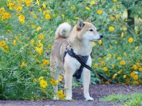生活が柴犬「こつぶ」中心に　写真を撮るという大事な趣味もできました