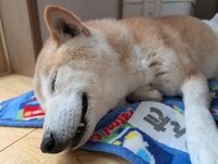 いい夢見てるかな？元迷い犬の安心しきった笑顔（提供：@UfedMLxsFWF92ufさん）
