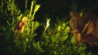 【特集】ホタルのラブコール！光るのは結婚の確立を上げるため　虫の専門家に聞いてみた　6月4日は「虫の日」　香川
