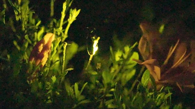 【特集】ホタルのラブコール！光るのは結婚の確率を上げるため　虫の専門家に聞いてみた　6月4日は「虫の日」　香川