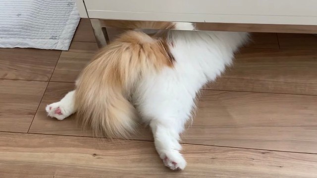 頭隠して尻隠さず