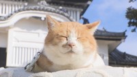 備中松山城の猫城主「さんじゅーろー」