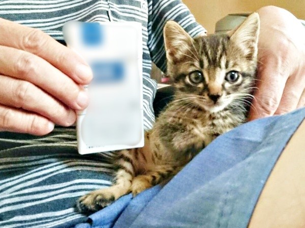 お迎え時、生後推定1カ月。ほっそりとしていた正宗くん（画像提供：よしゅあさん）