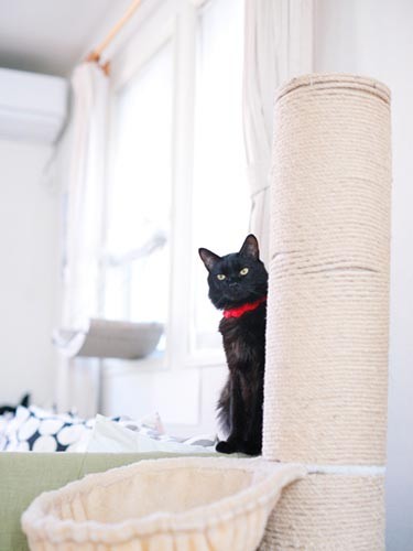 随分経って気づいたが、ころ美はツンな猫かもしれない。