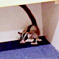 船内に突然、現れたモモンガ（画像提供：ちゃちゃまると下僕さん）