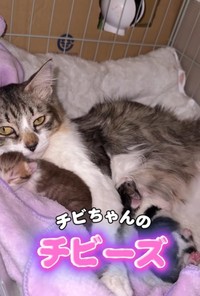 チビちゃんは一生懸命育児してます！