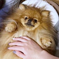 布団でまったり過ごすミルモくん（画像提供：ミルモとポン！さん）