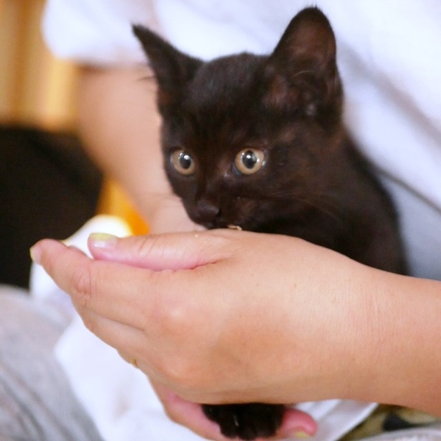 子猫時代、きょとんとした表情が愛らしいすーちゃん（画像提供：すーちゃんさん）