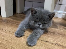 うつらうつら…眠気に勝てず寝落ち寸前　エキゾチック「Kai」