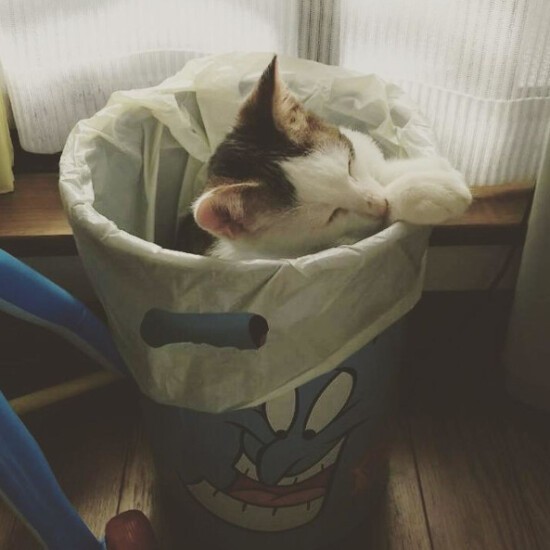 家にきたころの「慎吾」

