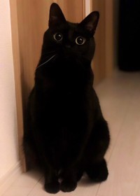 黄金色の瞳に惹きつけられます（画像提供／黒猫のこねろくさん）