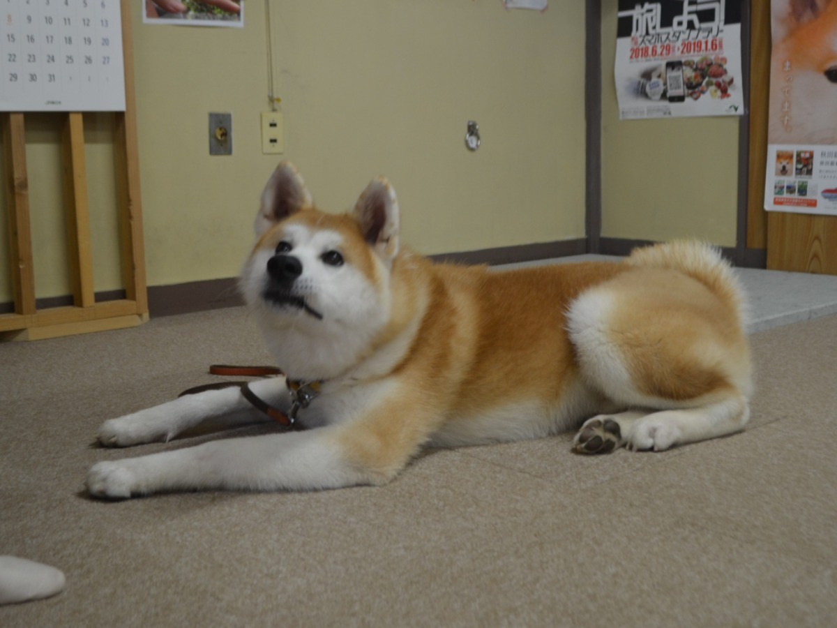 ザギトワに贈られた「マサル」のきょうだい犬 「勝大」デビュー | 「犬