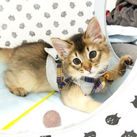 お迎え時、生後2カ月半で栄養失調だった瑠偉ちゃん（画像提供：うにねこさん）