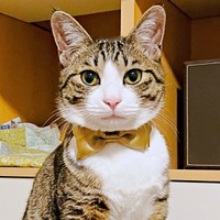 凛々しいイケニャンへと成長したトラヴィスくん（画像提供：にくきゅうさん）