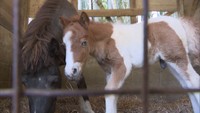 〈新型コロナ〉ロバやポニーなどの赤ちゃんが誕生　休園中の渋川動物公園でベビーラッシュ　岡山・玉野市