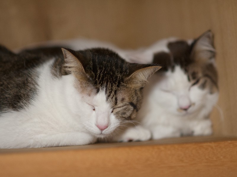 「お母さん親切だし、ここが安住の地だといいな」（小林写函撮影）