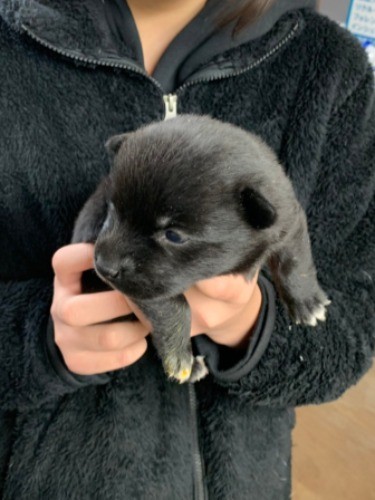 ２月１６日も香川県で譲渡会をする「みな優しい家族と出会えますように」