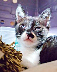 目の瞬膜が開ききっていなかったまぎちゃん（画像提供：hiro_8083さん）