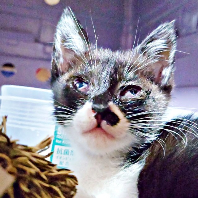 目の瞬膜が開ききっていなかったまぎちゃん（画像提供：hiro_8083さん）