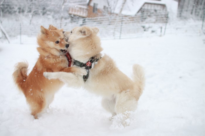 雪の中で楽しいバトル（穴澤さん提供）