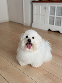 あまりにもぬいぐるみすぎるソワレくん（提供：コトンドテュレアール 専門ブリーダーさん）