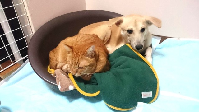 2017年、センターから引き出してきた野犬くんと