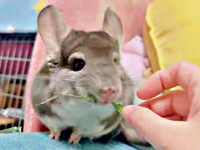 チモシーをもらったプリンちゃん（画像提供：プリンさん）