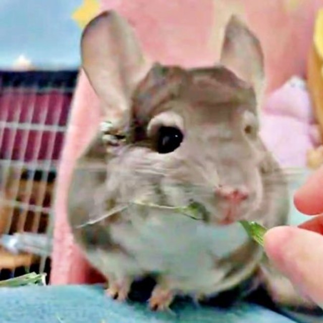 チモシーをもらったプリンちゃん（画像提供：プリンさん）