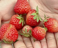 投稿主さんの庭でとれたいちご（画像提供：肉まん。さん）