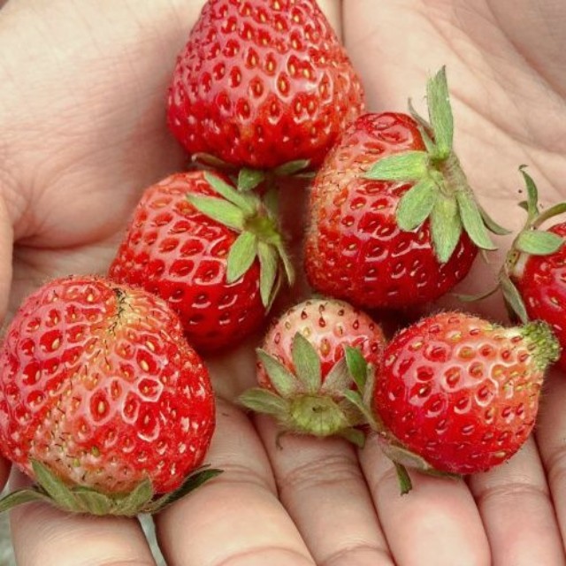 投稿主さんの庭でとれたいちご（画像提供：肉まん。さん）