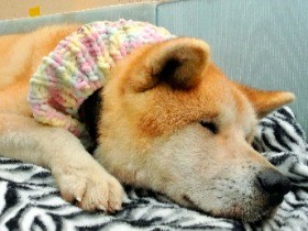 ペット救援に適切に使われた？　大震災の寄付７億円で批判も 