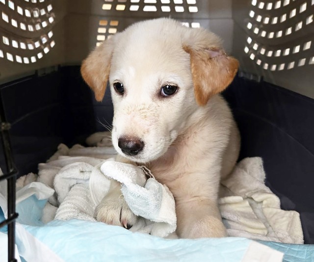 山の中でボロボロの体で彷徨っていた野犬の子犬・まるちゃん