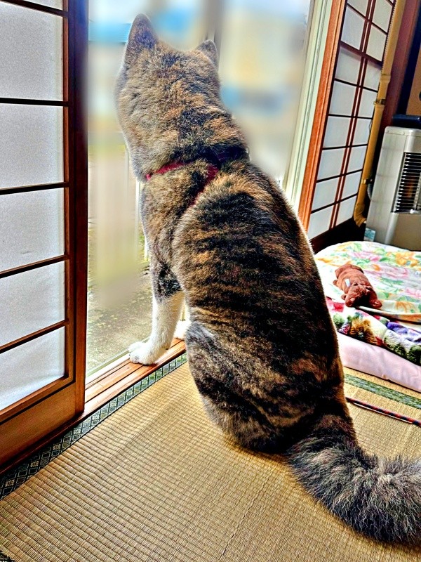 警備に勤しむさん歩くん。ご近所さんから褒められました（画像提供：ぽっぽっぽー SANPOさん）